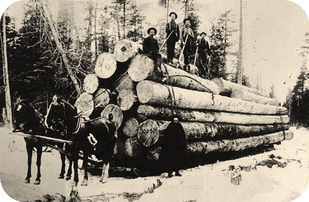 Lumbering era photo of cut logs on skids